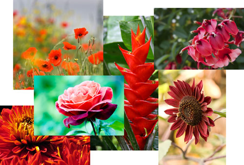 Flower Names in English  Names of Different Flower Types